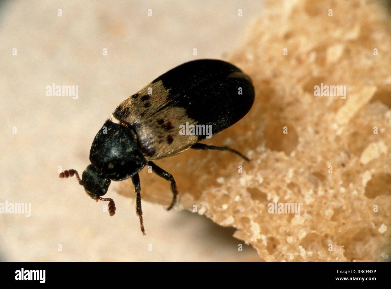 Insetto di umidità (Dermestes lardarius), Germania, Europa Foto Stock