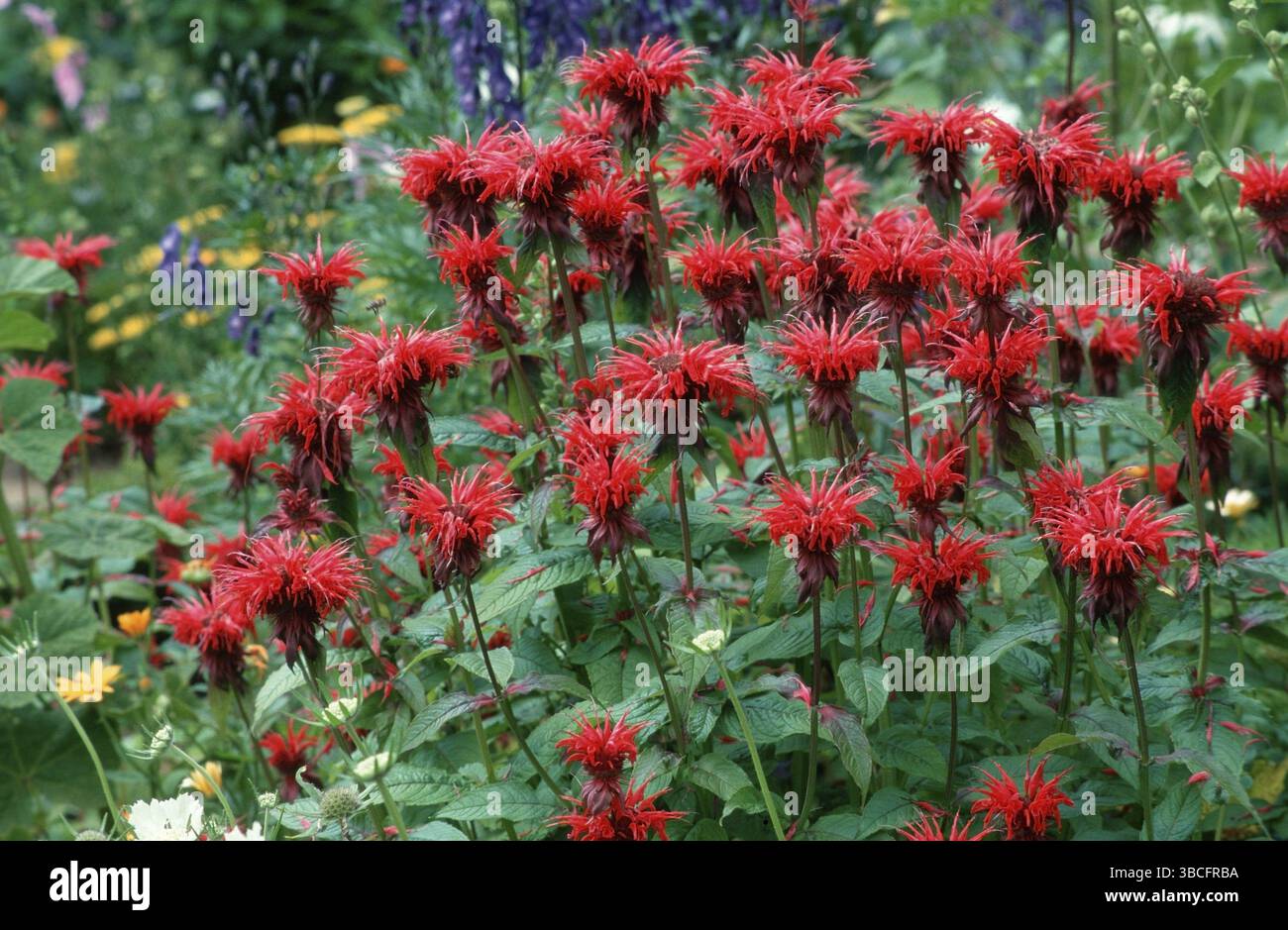 Beebalm (Monarda didyma hybride) Foto Stock