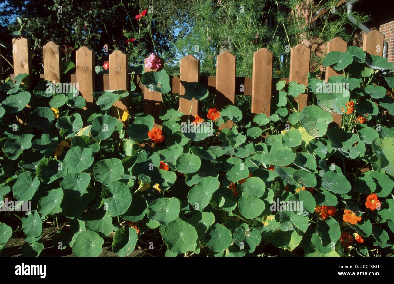 Recinzione da giardino con dinasturzio da giardino (Tropaeolum majus), recinzione da giardino con nasturtium, Schleswig-Holstein, Sud america, fiori, piante ornamentali, o Foto Stock