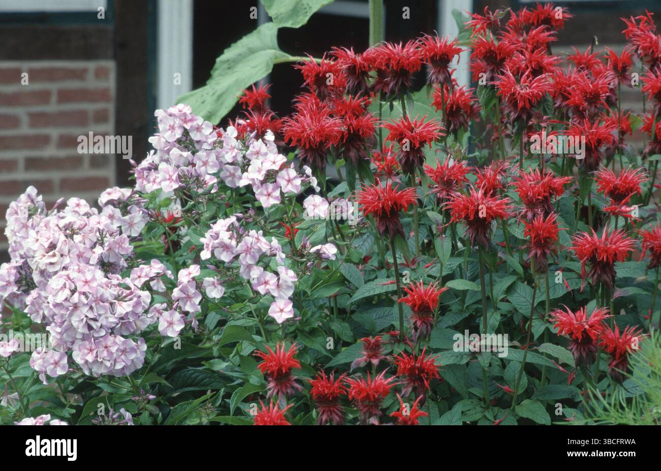 phlox da giardino (Phlox paniculata), fiamma e balsamo di api ibrido (ibrida di Monarda) (fiori) (piante da giardino Ranunculaceae) (Labiatae) (fioritura) Foto Stock