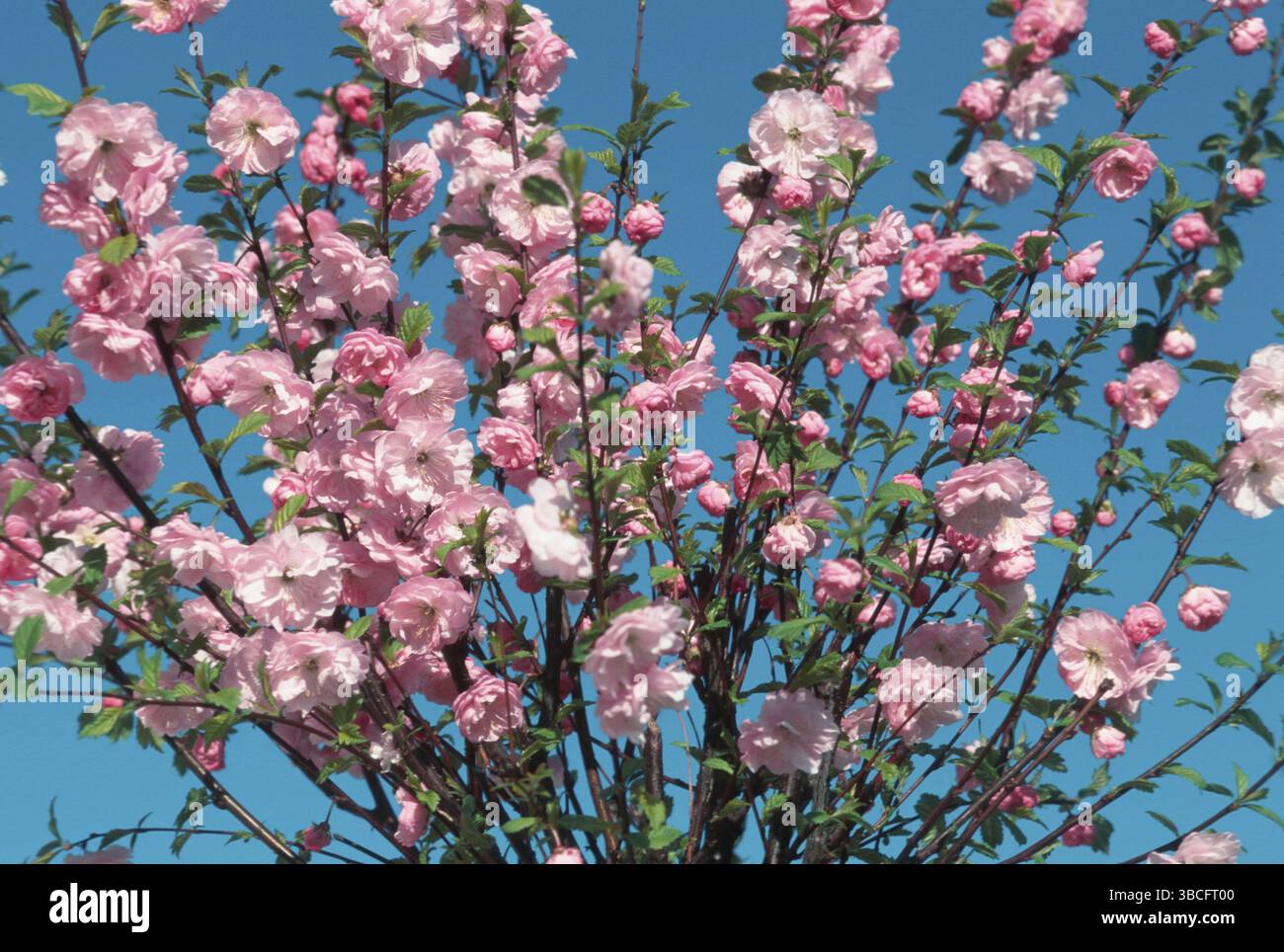 Mandorla, prugna fiorente (Prunus triloba) Foto Stock