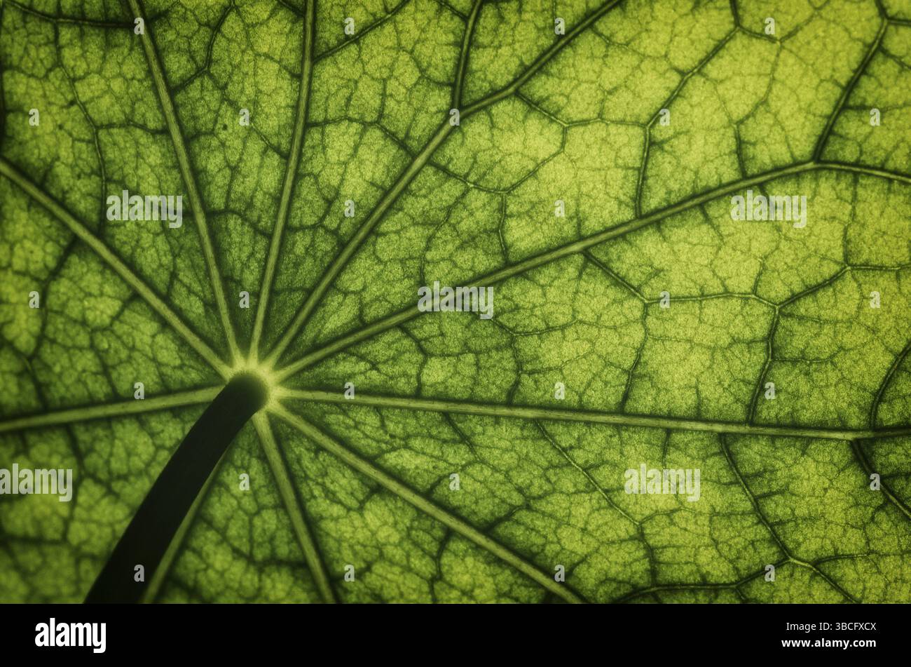 Vista dal basso della superficie delle foglie di un nasturtium - Foto Stock
