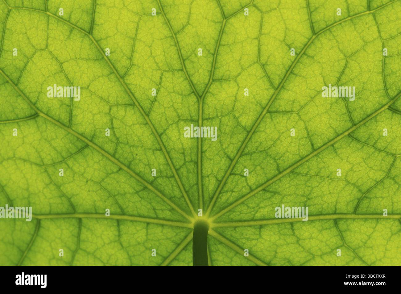 Vista dal basso della superficie delle foglie di un nasturtium Foto Stock