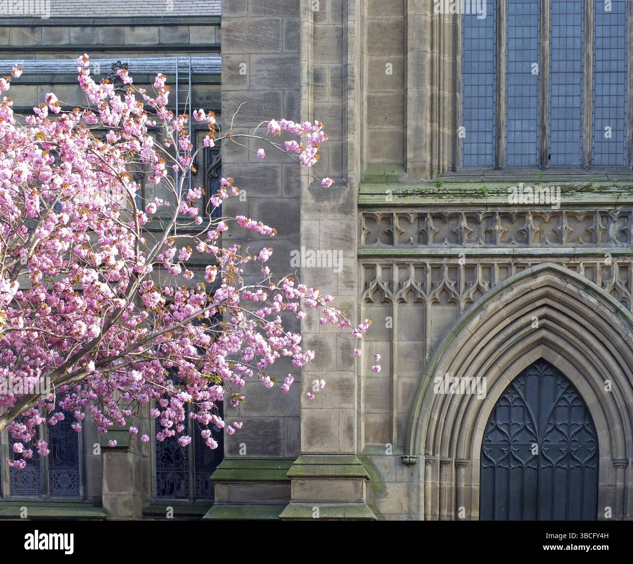 Un albero di ciliegio con fiori rosa davanti alla facciata di leeds minster che mostra la porta d'ingresso e le finestre Foto Stock