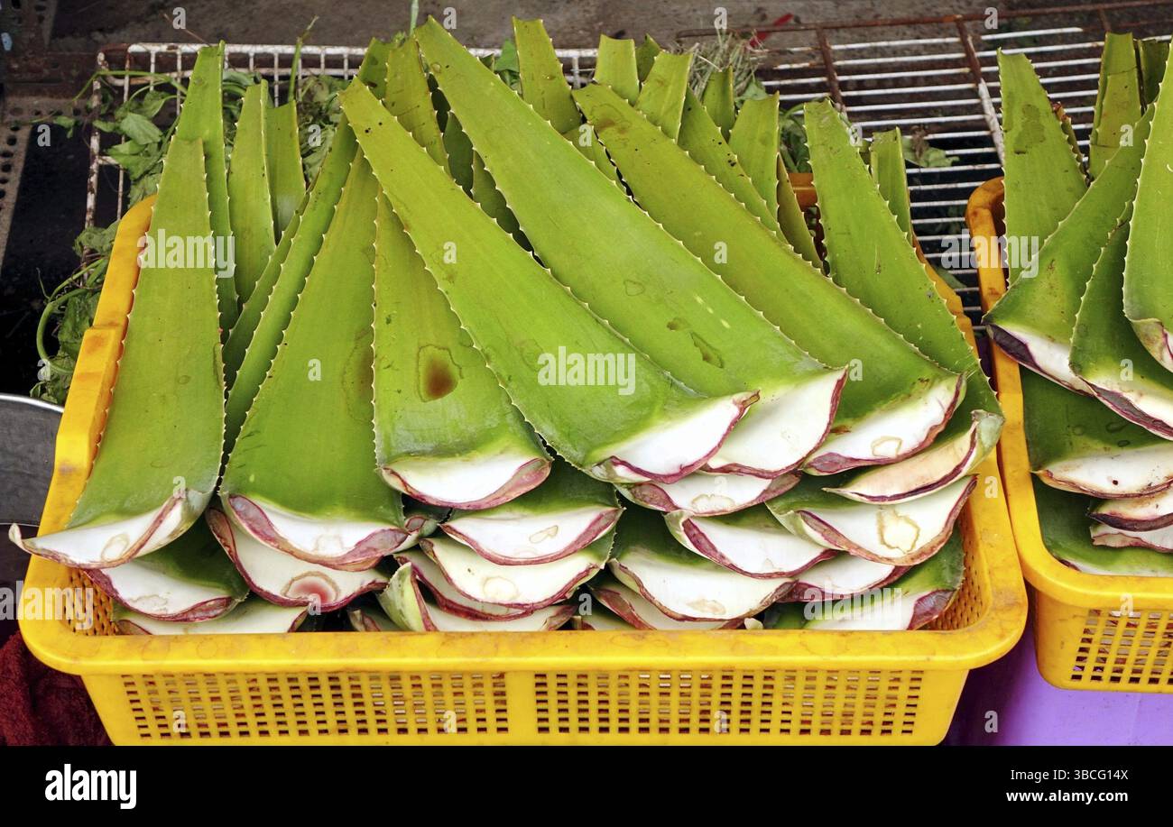 Un negozio di erbe vende Aloe foglie per scopi medicinali Foto Stock