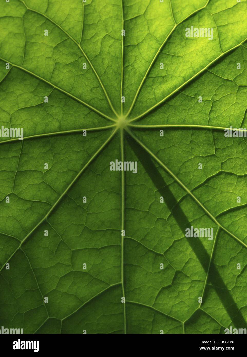 Superficie fogliare, struttura di un nasturzio Foto Stock