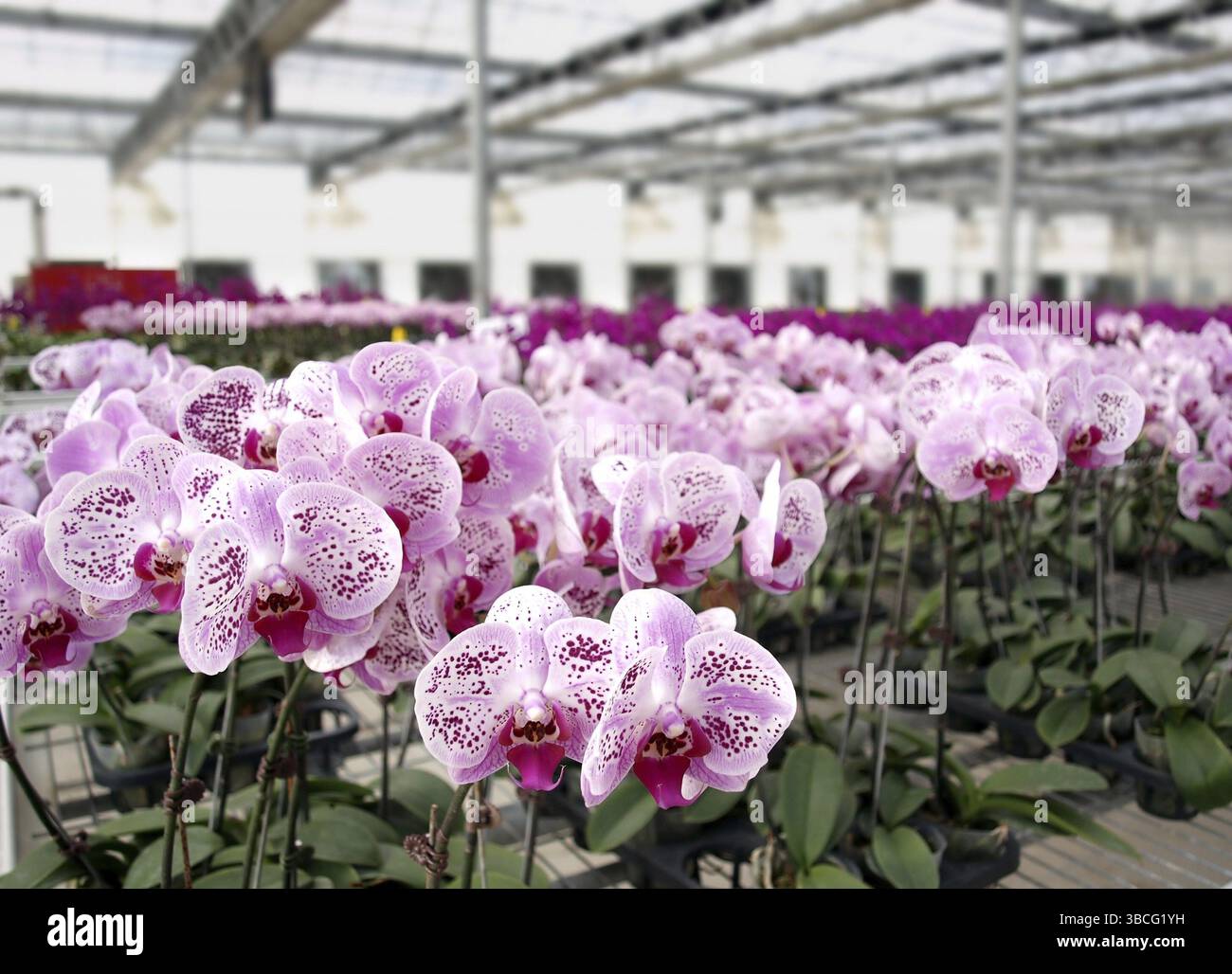Farfalla viola le orchidee del genere Phalaenopsis sono coltivate in una serra commerciale Foto Stock