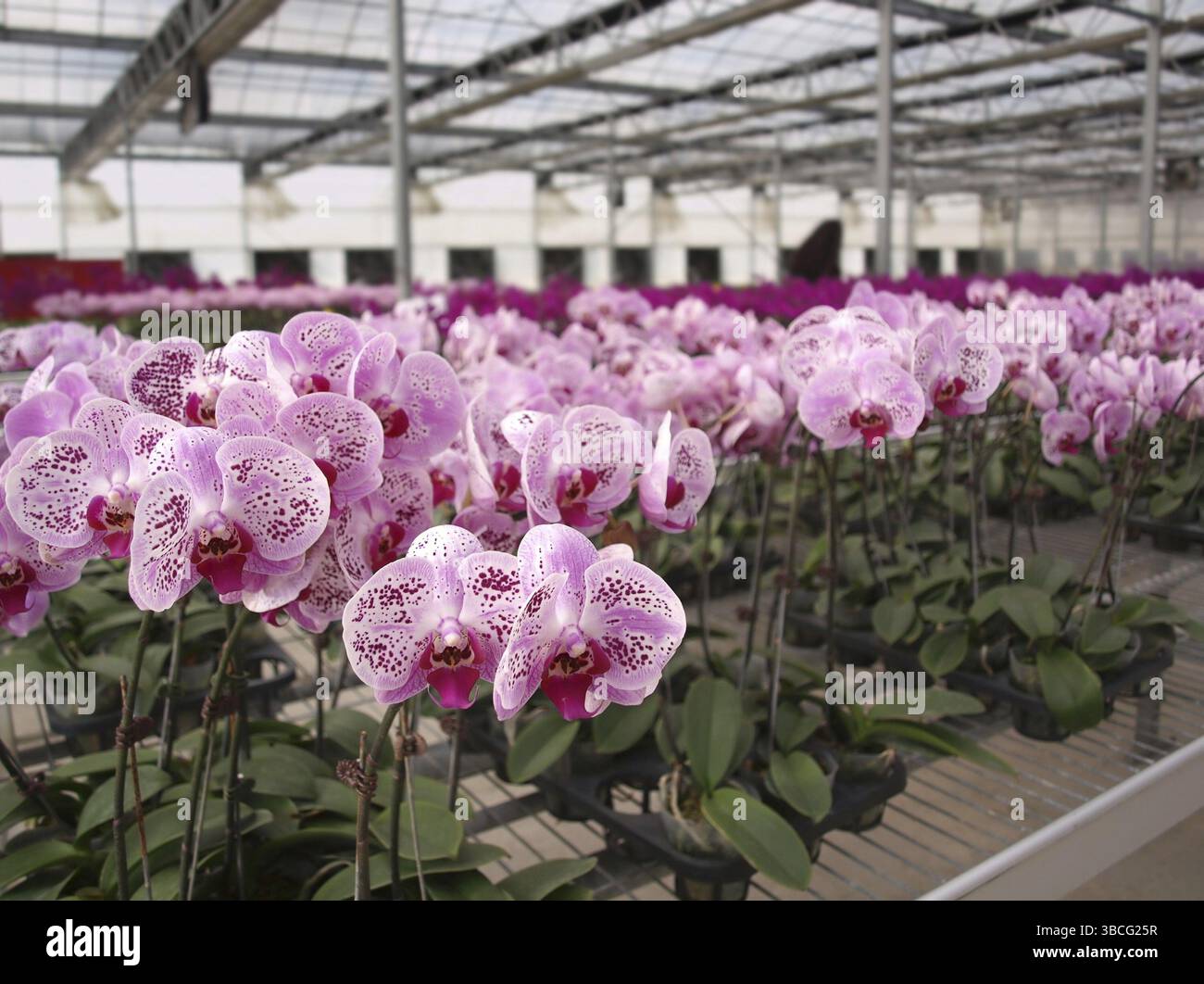 Le orchidee del genere Phalaenopsis sono coltivate in una serra commerciale Foto Stock