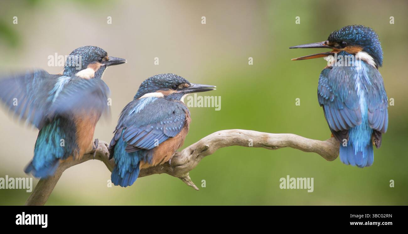 Giovane martin pescatore con un adulto kingfisher Foto Stock