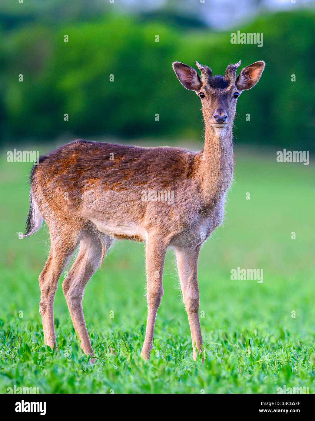 Fallow Deer con palchi di velluto Foto Stock
