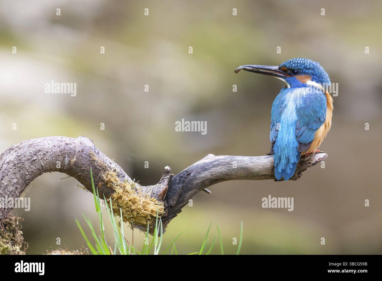 KingFisher (Alcedo atthis) - Foto Stock