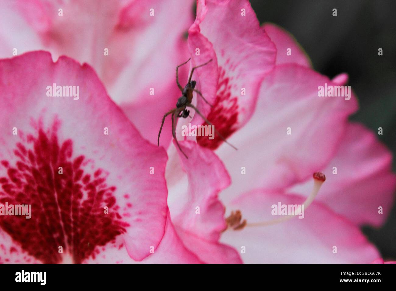 Primo piano di un ragno arroccato sul petalo di un fiorente fiore di rododendro rosa con marcature rosse profonde che fondono la natura Foto Stock