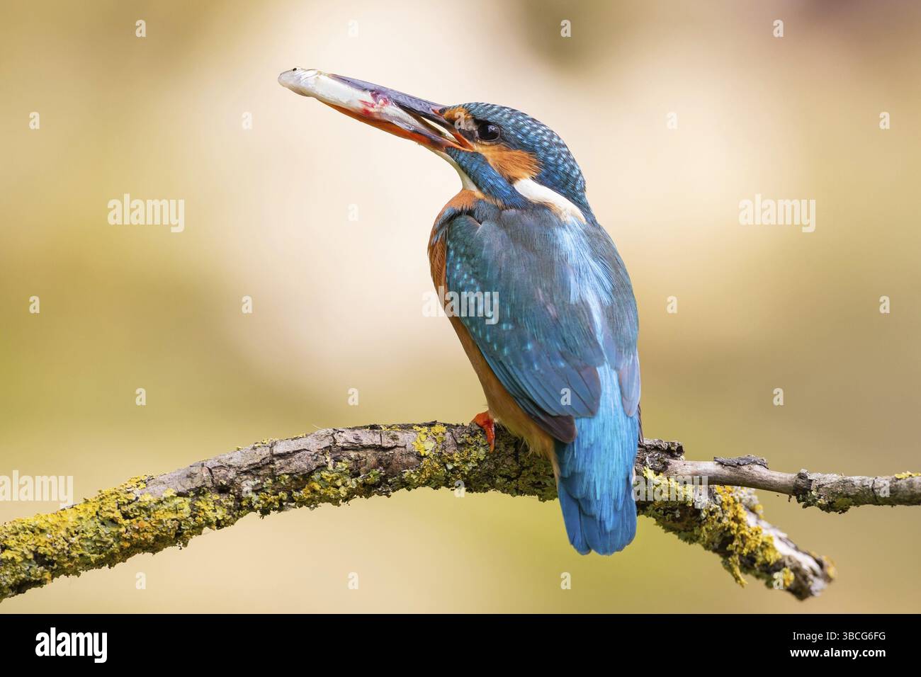 kingfisher con un pesce nel becco Foto Stock