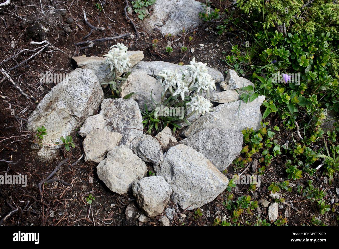 Fiori di stella alpina che crescono tra le rocce sulla cresta di Creasta Cocoșului, montagne di Maramureș, Romania. Foto Stock