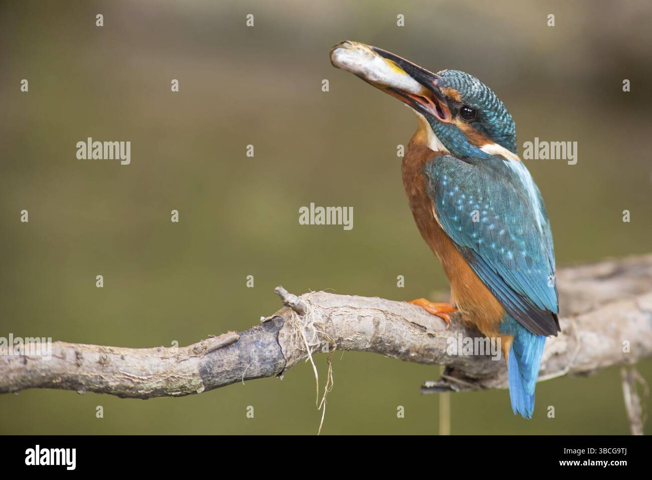 Kingfisher con un pesce Foto Stock