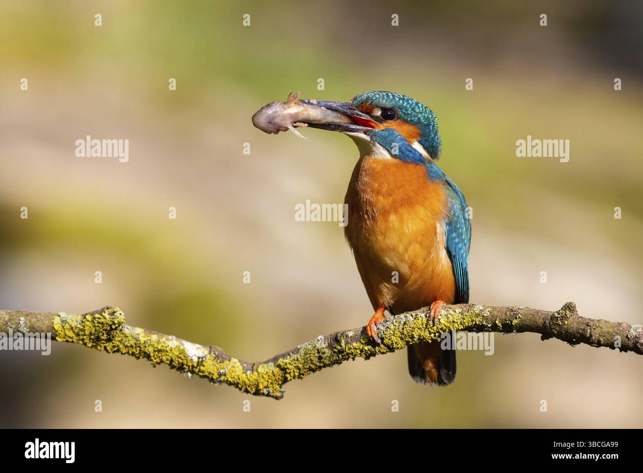 KingFisher (Alcedo atthis) - Foto Stock