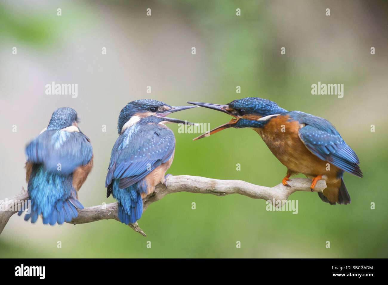 Giovane martin pescatore con un adulto kingfisher Foto Stock