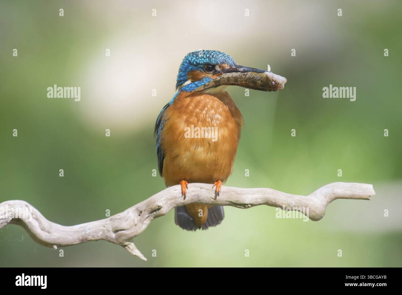 Kingfisher con un pesce Foto Stock