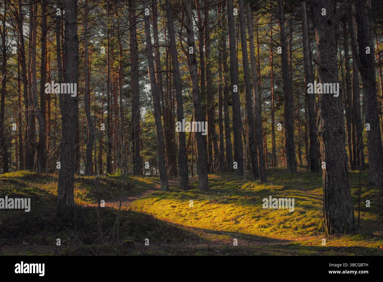 Una tranquilla foresta bagnata dalla luce soffusa del sole, con terreno coperto di muschio che crea un tappeto naturale sotto alti pini. Foto Stock