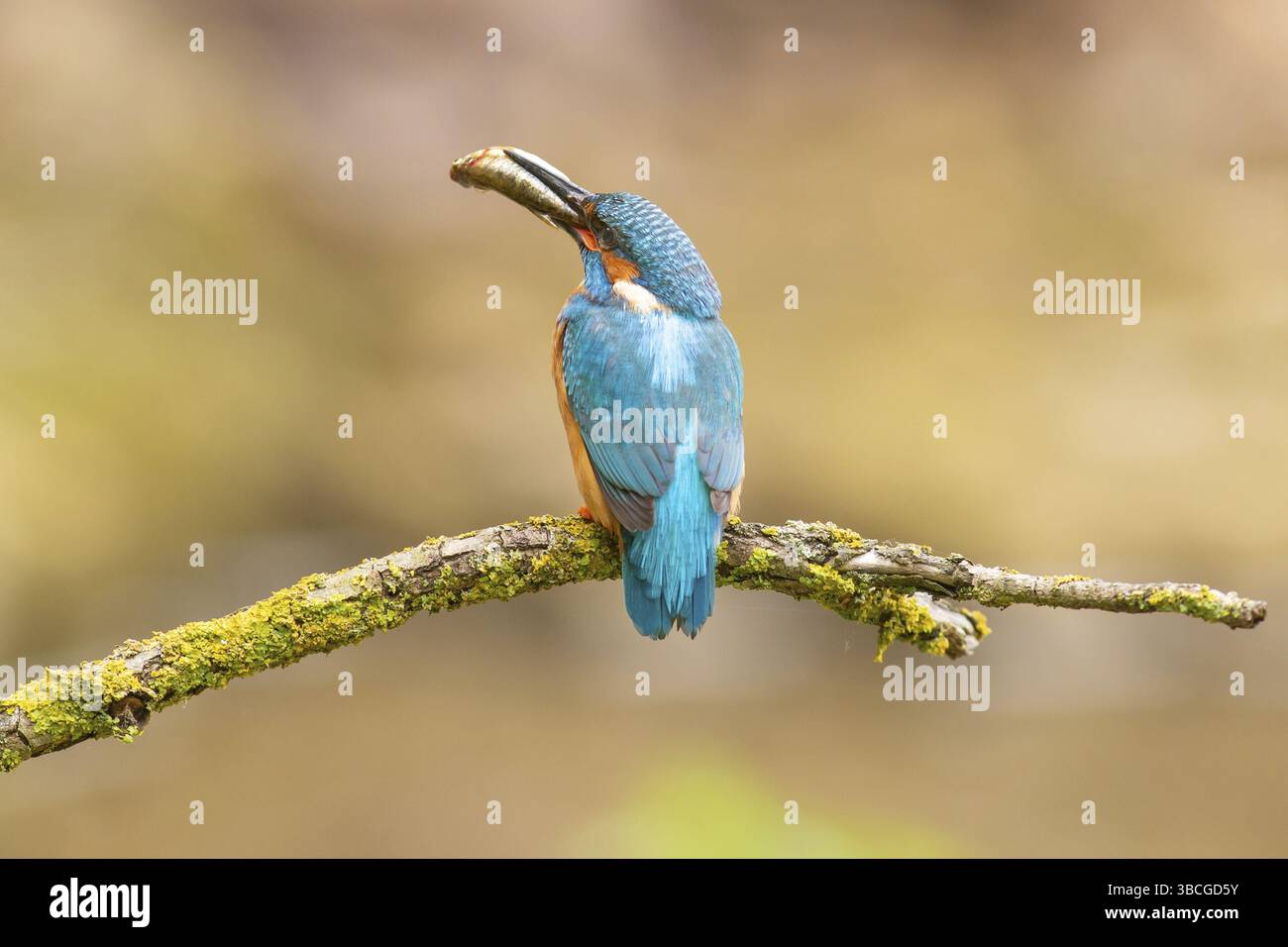 KingFisher (Alcedo atthis) - Foto Stock