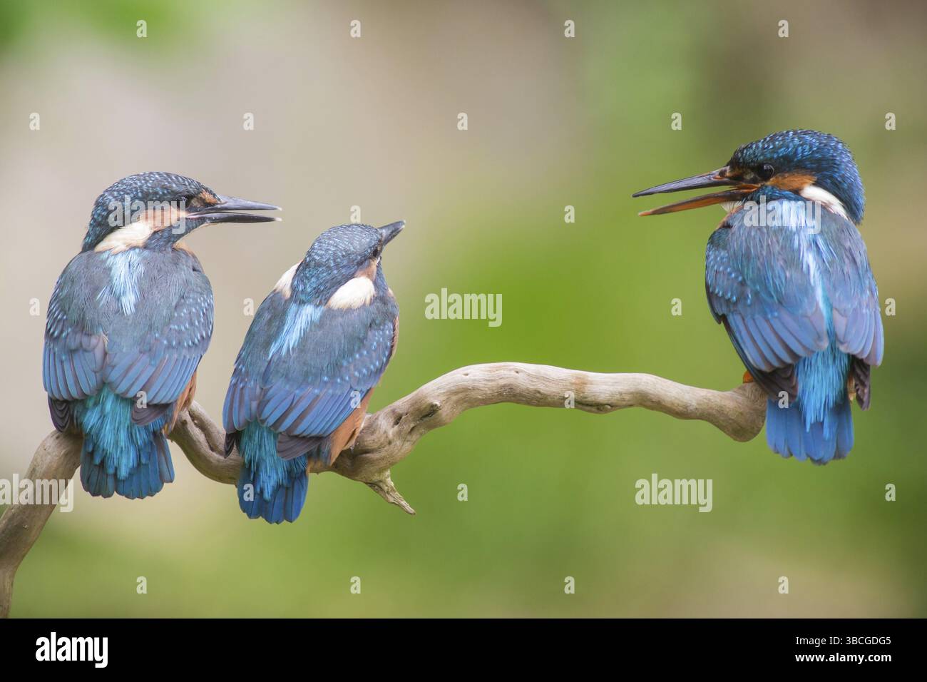 Giovane martin pescatore con un adulto kingfisher Foto Stock
