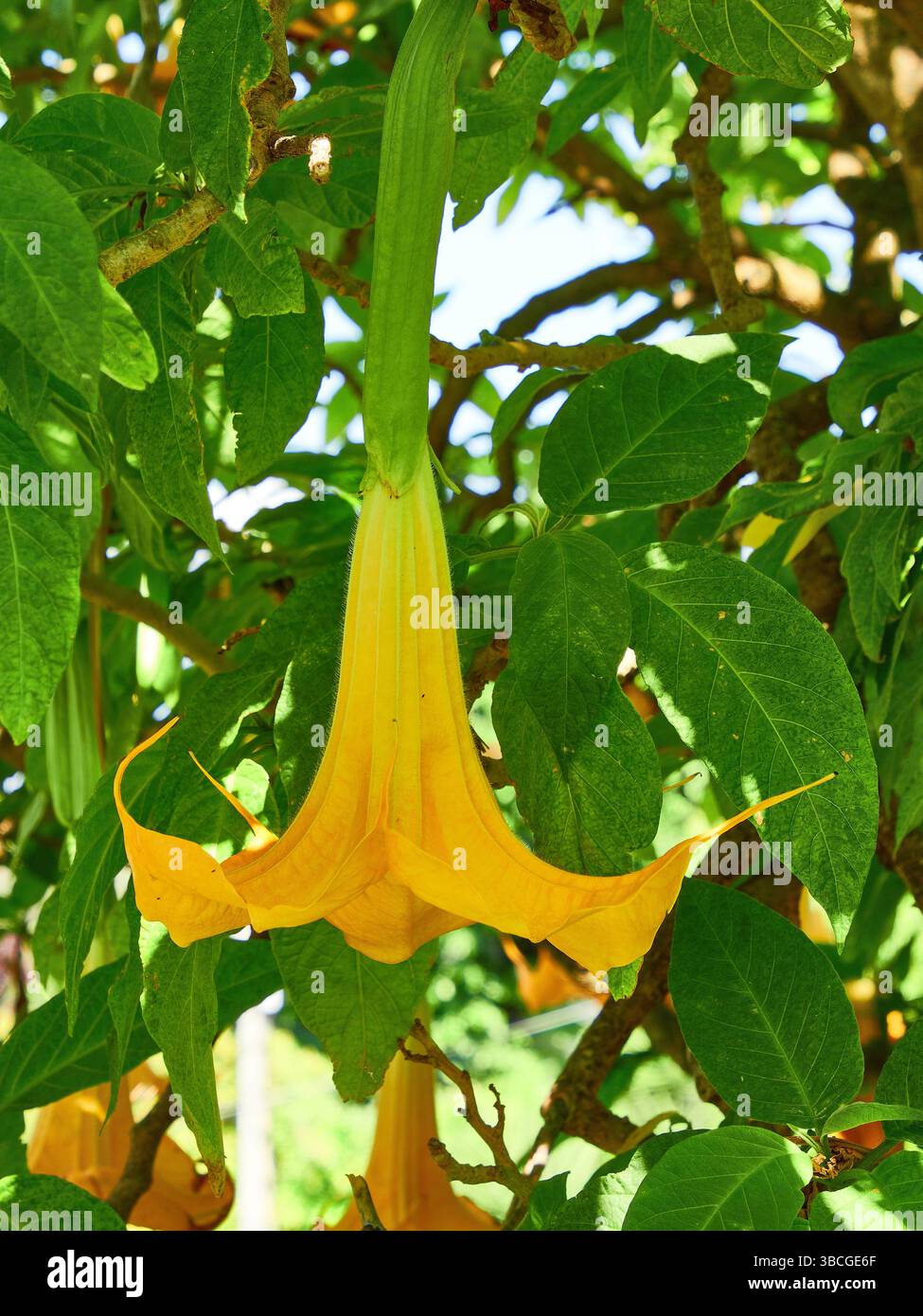 Fiori gialli a forma di tromba della pianta Datura catturati vividamente tra lussureggianti fogliame verde, contrastati da un cielo azzurro e soleggiato. Foto Stock
