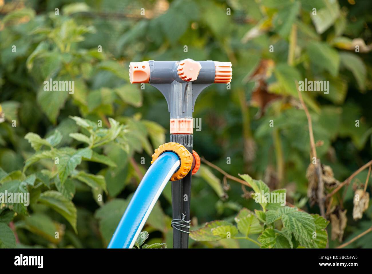 Il sistema di irrigazione in un cottage estivo in Ucraina si trova in cespugli di lamponi in estate Foto Stock