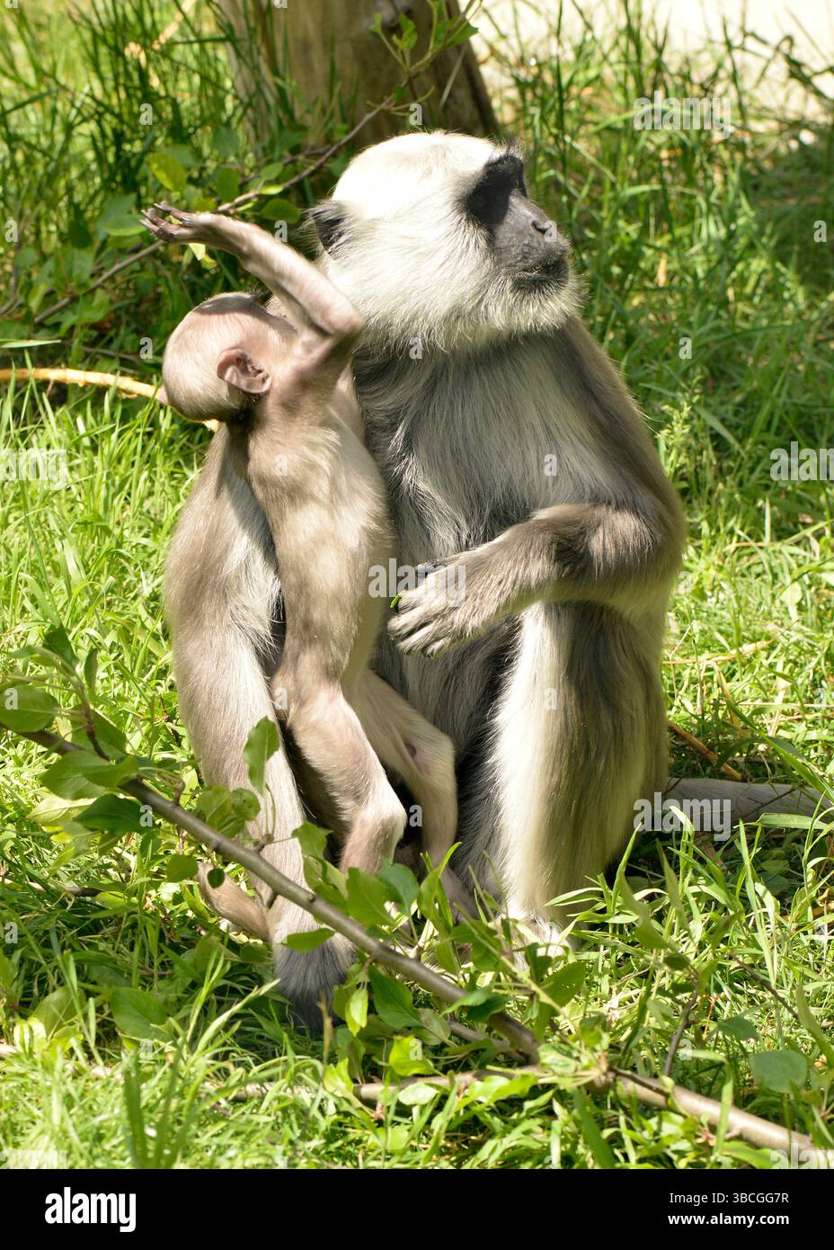 Bengala Hanuman langur madre con il suo bambino in cattività allo zoo di Sofia, Bulgaria. La specie fa parte di una popolazione protetta di primati, Balcani, UE Foto Stock