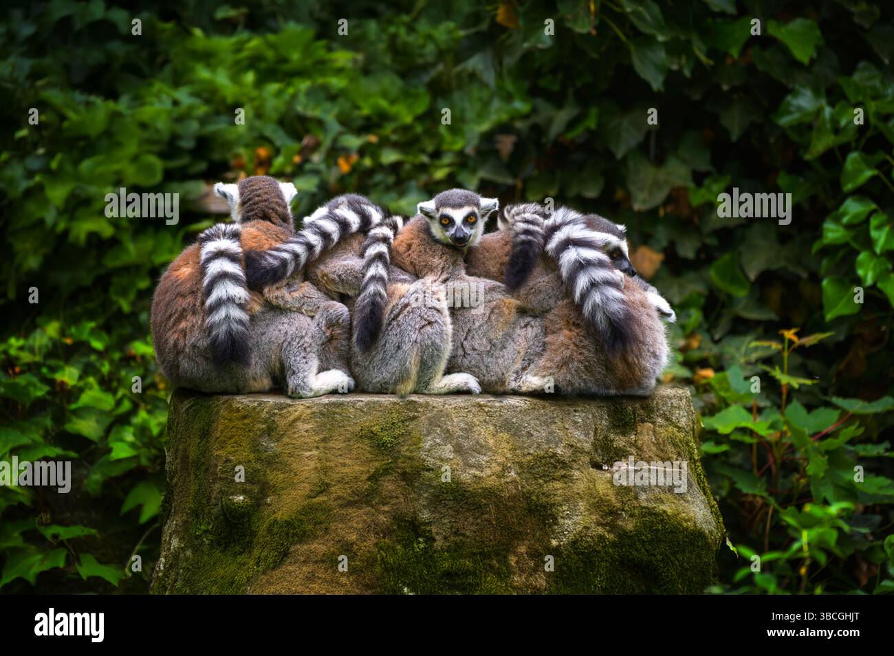 Un gruppo di lemuri ad anello si è accoccolato su un grande ceppo d'albero Foto Stock