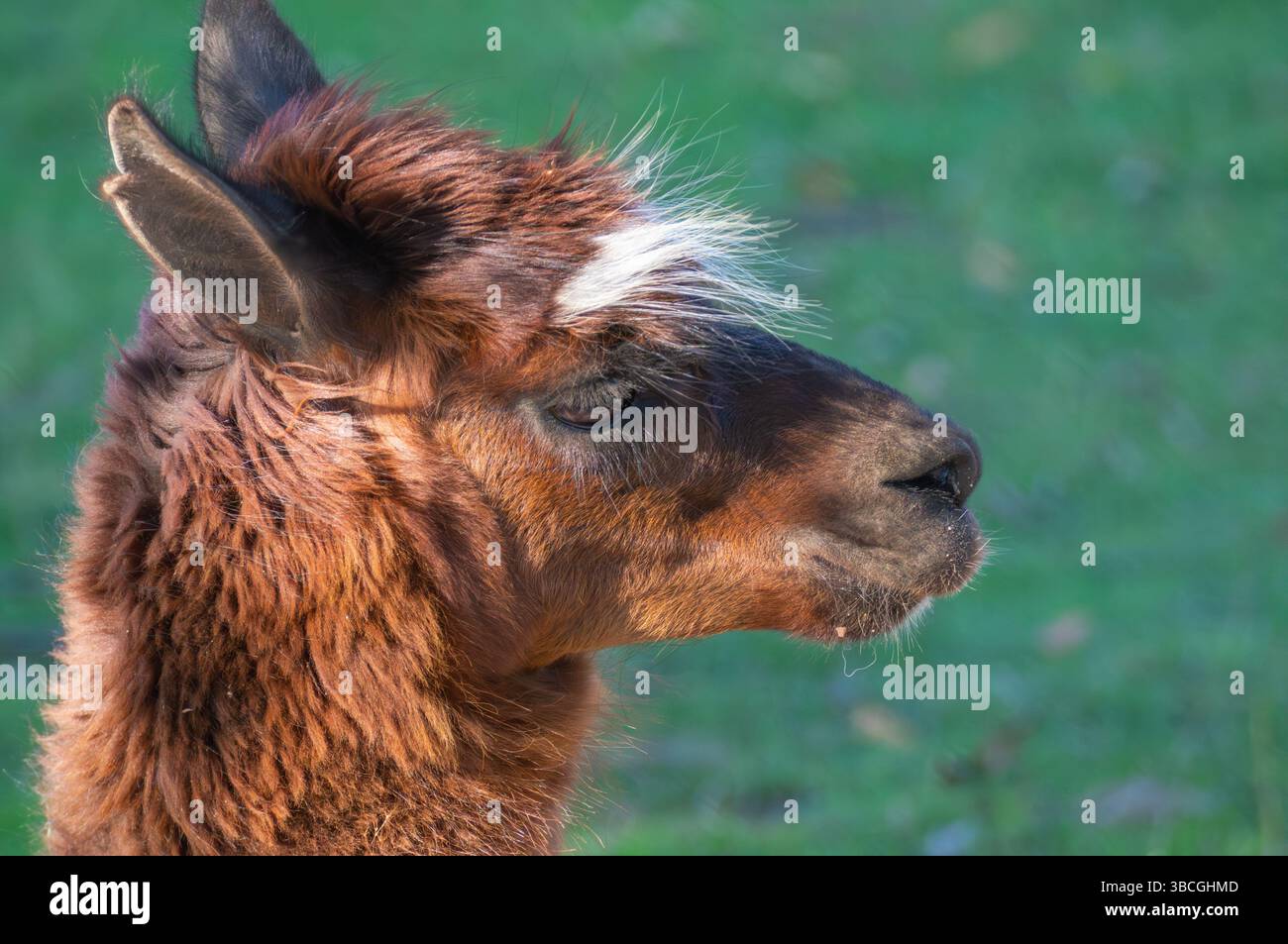 Un lama è visto di profilo su uno sfondo verde lussureggiante. La pelliccia marrone e bianca risplende alla luce del sole, evidenziandone l'espressione delicata e il colore rel Foto Stock