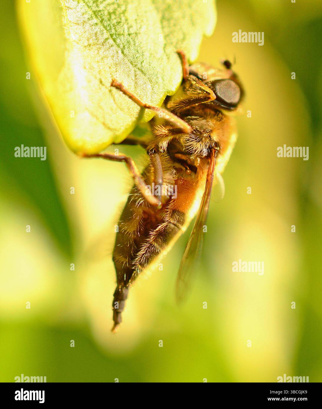 Drone Fly, eristalis tenax Foto Stock