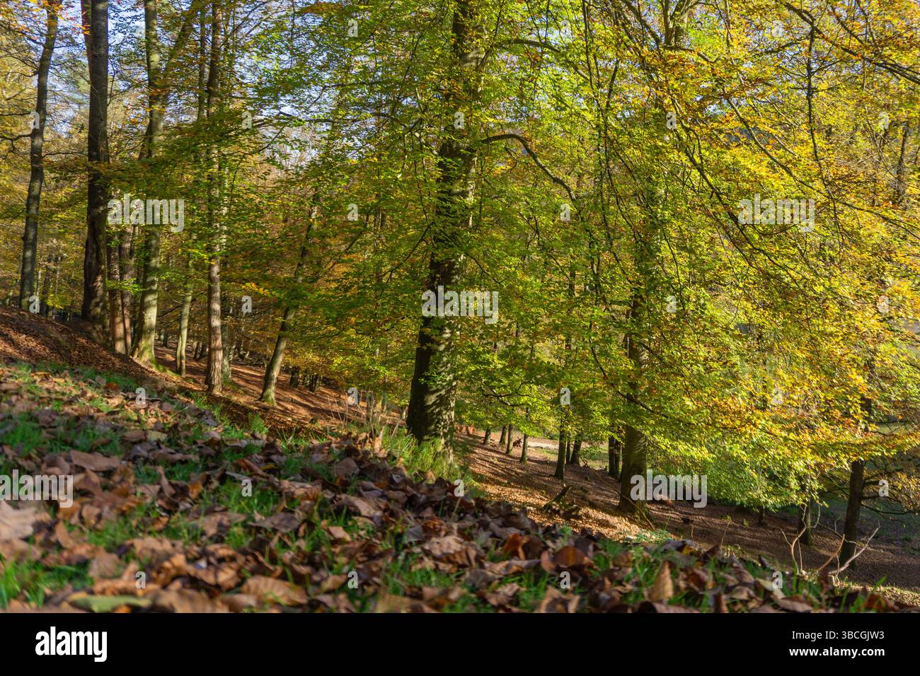 I vibranti alberi verdi si innalzano su un pavimento della foresta ricoperto di foglie cadute colorate, catturando l'essenza pacifica dell'autunno in una giornata limpida. Foto Stock