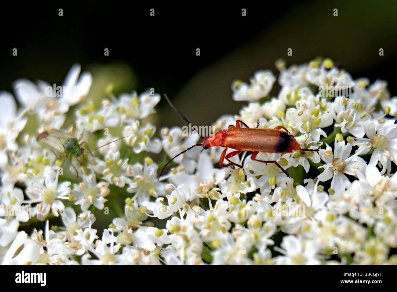 Comune soldato rosso beetle, Rhagonycha fulva, ingannevolmente anche noto come il coleottero bloodsucker e popolarmente noto in Inghilterra come Hogweed Bonking Foto Stock