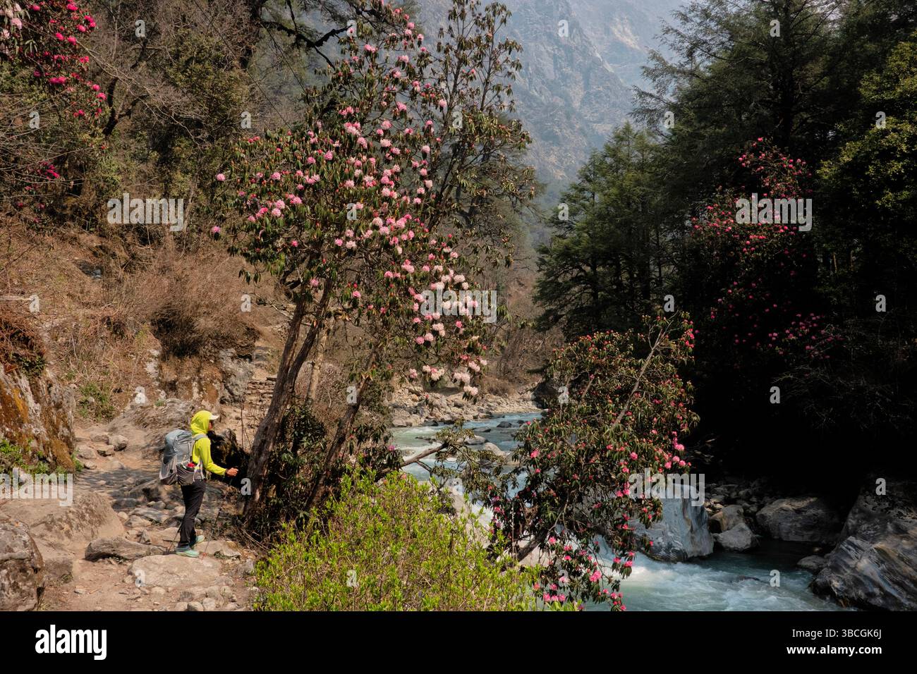 Foresta di Rhododendron nella valle di Langtang, Langtang National Park, Nepal Foto Stock