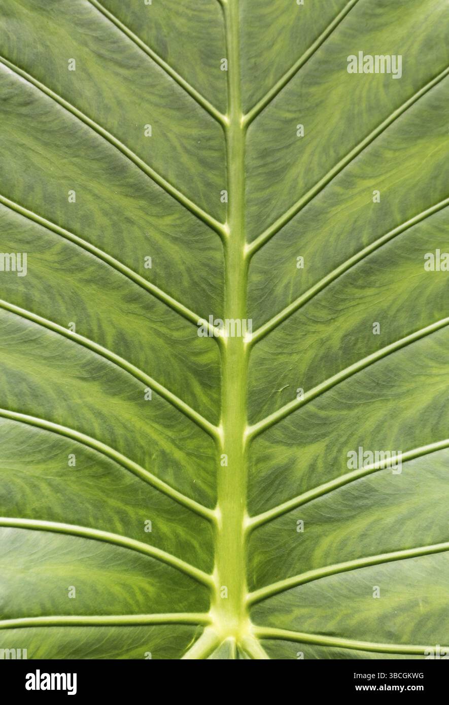 Vista verticale di una macro vista ravvicinata di una foglia verde splendidamente strutturata Foto Stock
