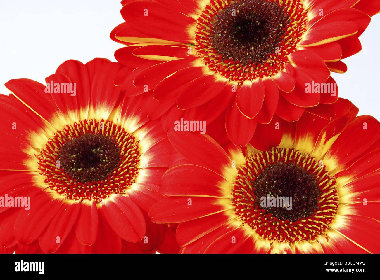 Gerbera Foto Stock
