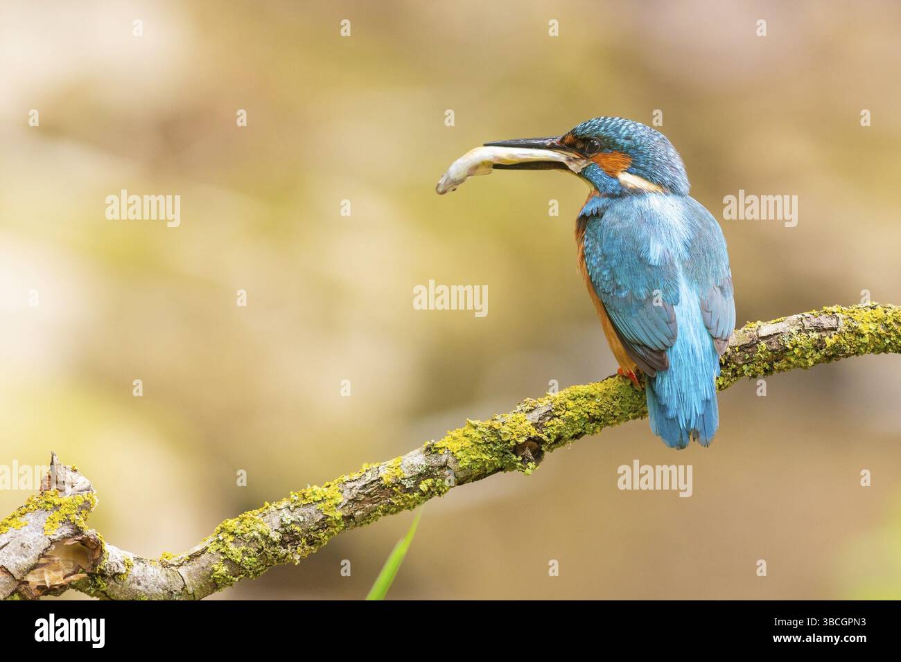 KingFisher (Alcedo atthis) - Foto Stock