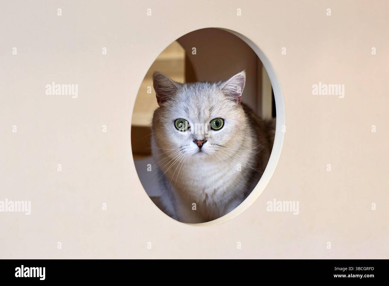 Simpatico gatto bianco grigio che sbuca da un buco con grandi occhi verdi sorpresi Foto Stock