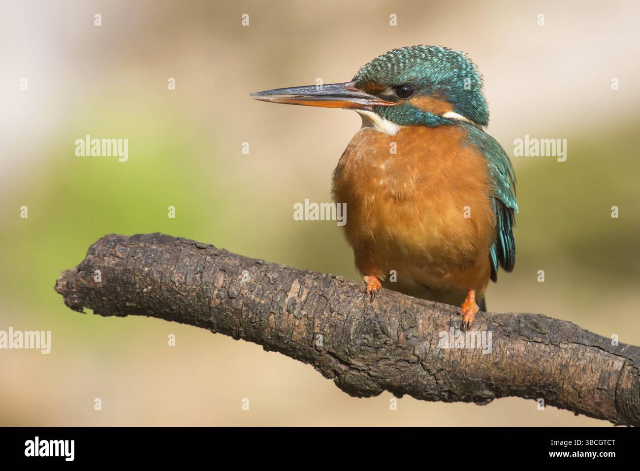 Martin pescatore Foto Stock