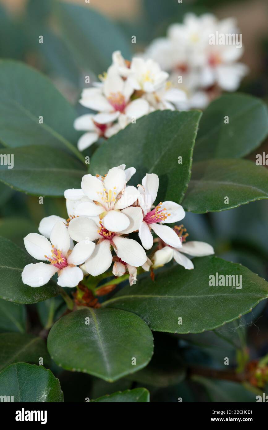 Indian Hawthorn Flowers, Rhaphiolepis indica Foto Stock