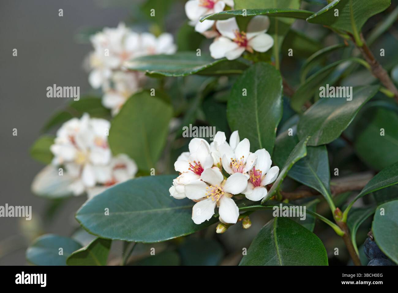 Indian Hawthorn Flowers, Rhaphiolepis indica Foto Stock