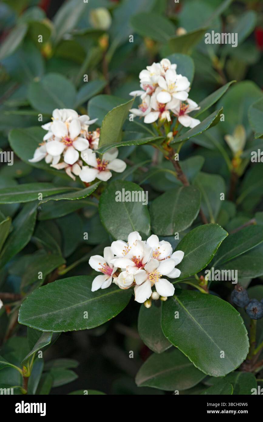 Indian Hawthorn Flowers, Rhaphiolepis indica Foto Stock