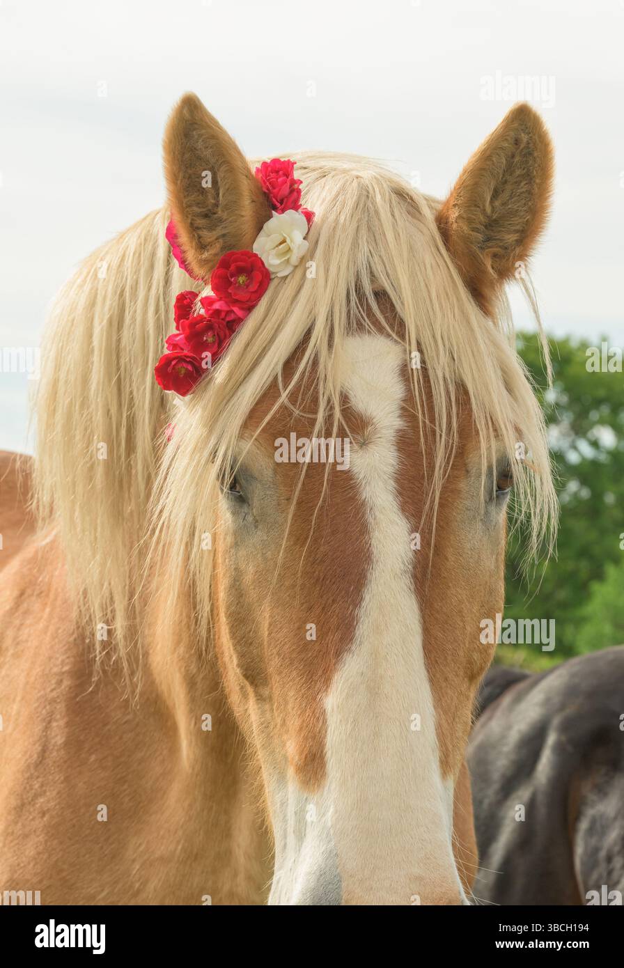 Primo piano di un cavallo belga che indossa una corona di rose intorno all'orecchio per la decorazione, guardando lo spettatore con un'espressione gentile Foto Stock
