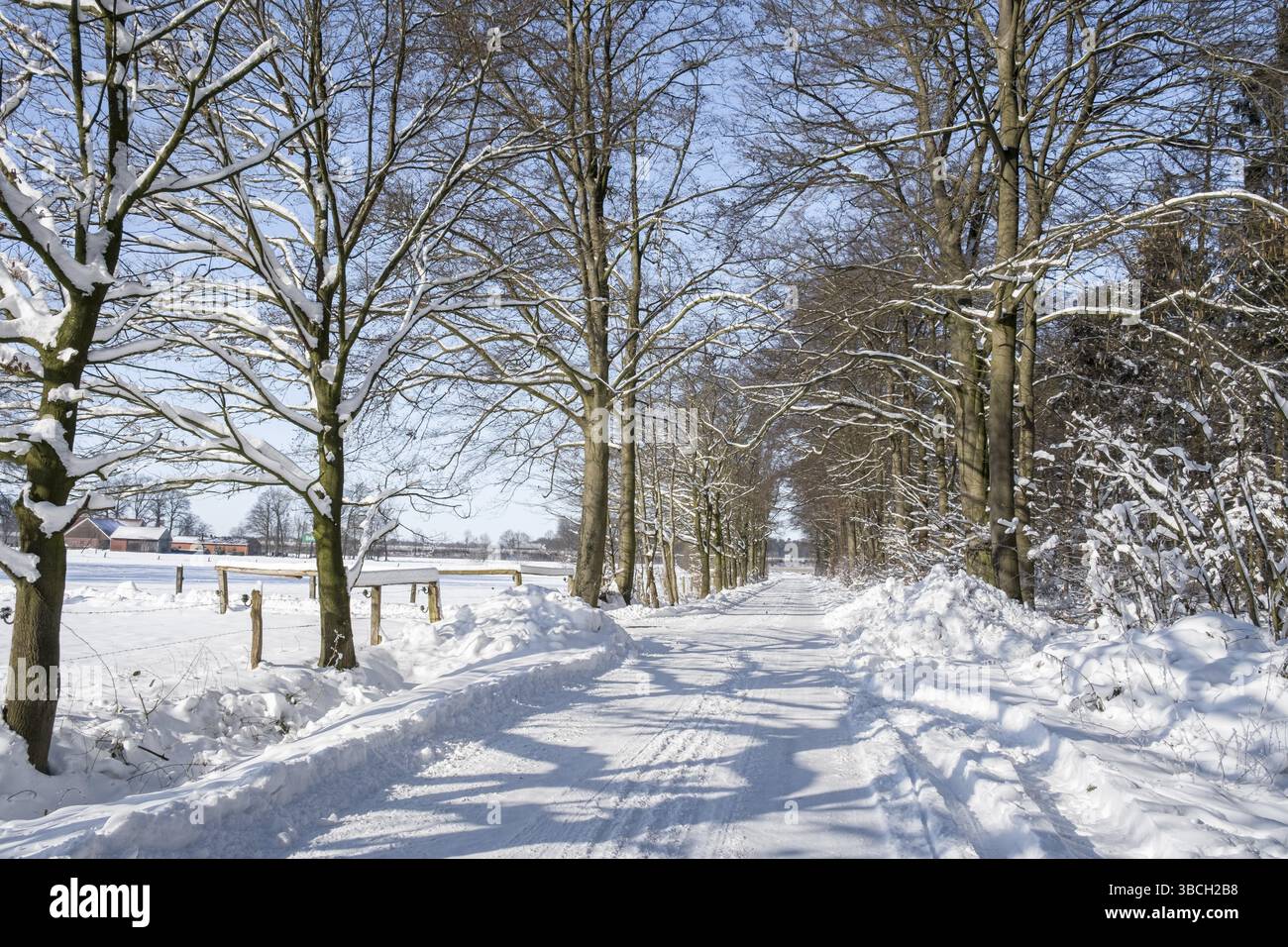 Sentiero innevato fiancheggiato da alberi sotto un cielo blu, irradia un tranquillo paesaggio invernale, Muensterland, Renania settentrionale-Vestfalia, Germania, Europa Foto Stock