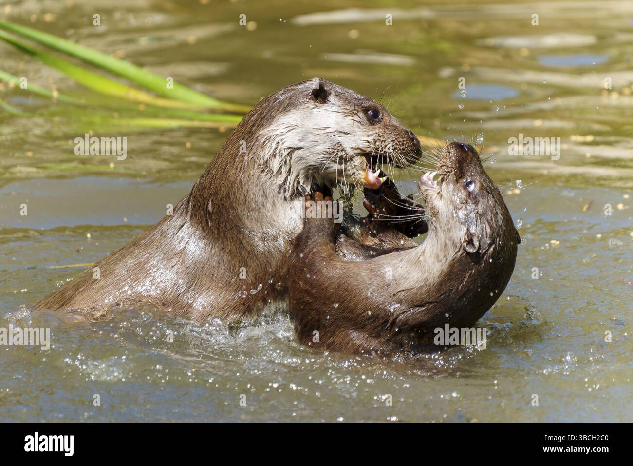 Due vivaci lontre in acqua, giocando e spruzzando, mostrando interazione e dinamica, lontra europea (Lutra lutra) Germania Foto Stock