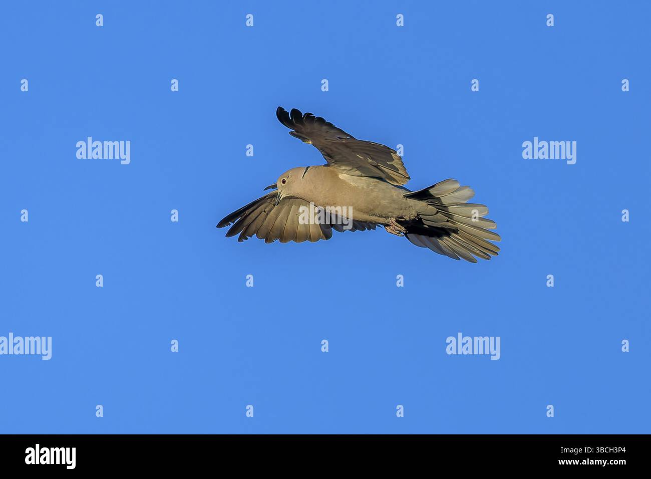 Piccione volante di fronte a un cielo azzurro, colomba con colletto eurasiatico (Streptopelia decaocto), fauna selvatica, Germania, Europa Foto Stock