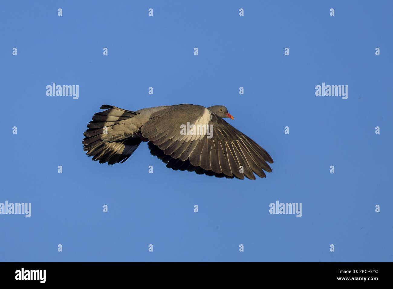 Il piccione vola con le ali sparse lungo il cielo blu, il piccione di legno (palumbus Columba), la fauna selvatica, la Germania, l'Europa Foto Stock