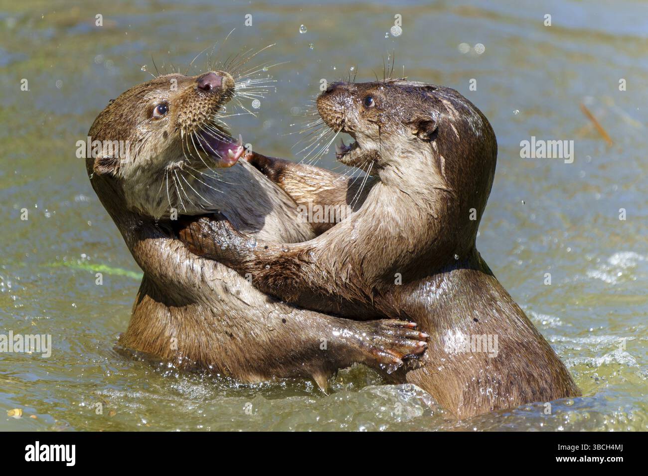 Due lontre giocosamente abbracciate in acqua, lontra europea (Lutra lutra) Germania Foto Stock