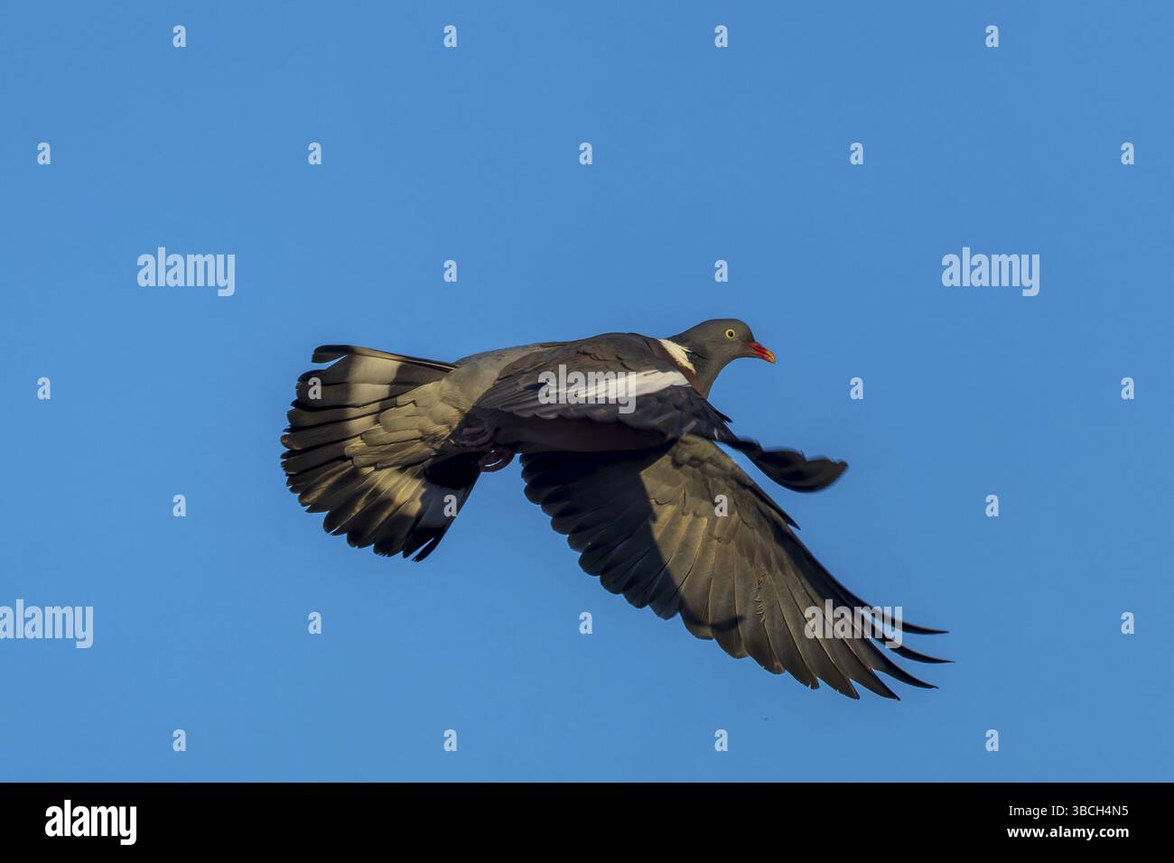 Piccione che vola con ali sparse davanti a un cielo blu, piccione di legno (palumbus Columba), fauna selvatica, Germania, Europa Foto Stock