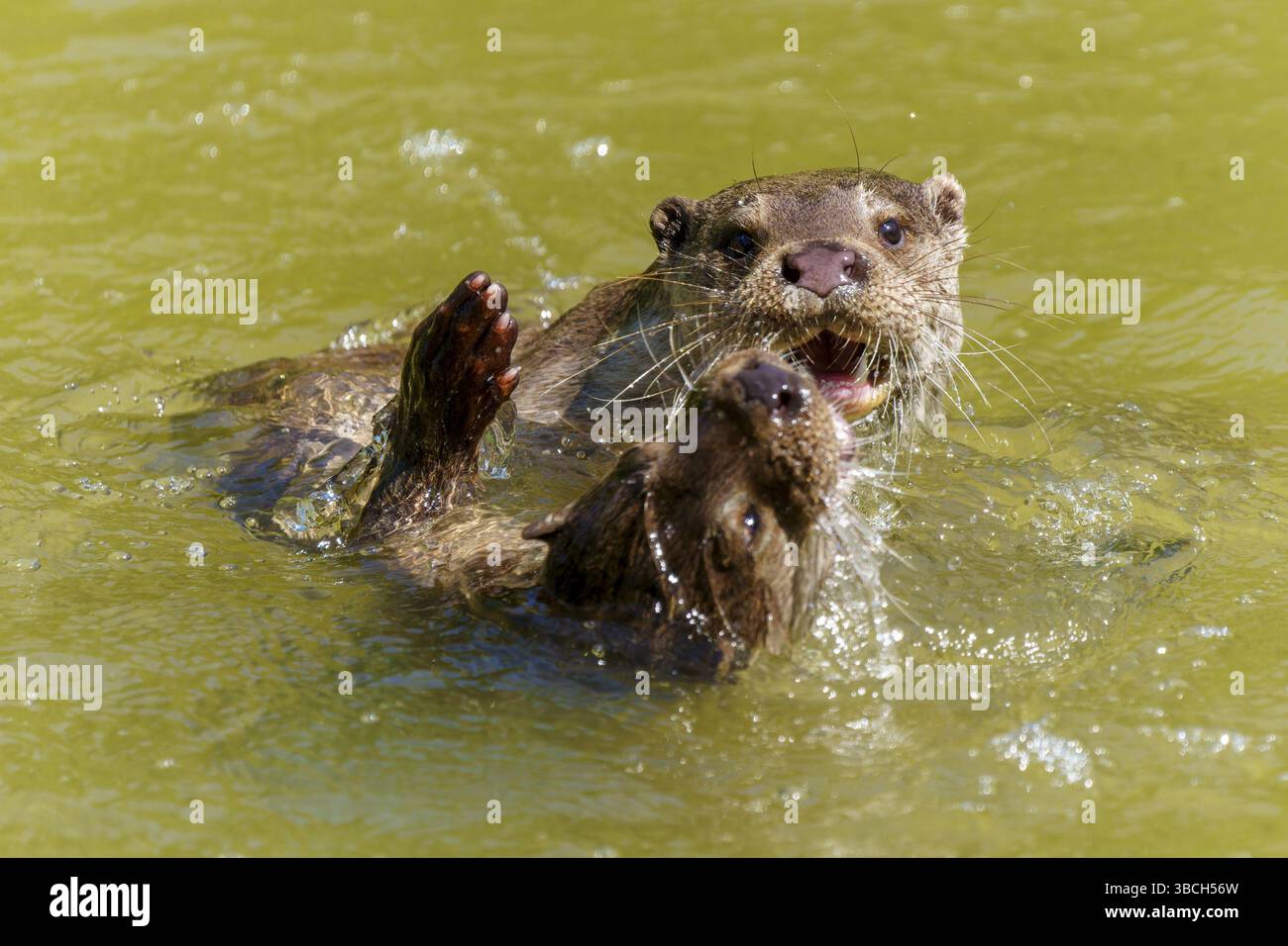 Due lontre che giocano in acqua, una con zampa sollevata, lontra europea (Lutra lutra) Germania Foto Stock